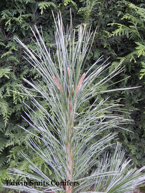 Pinus peuce 'Jeddeloh'